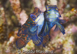 mandarine in gangga island,nikon d2x 105mm macro by Puddu Massimo 